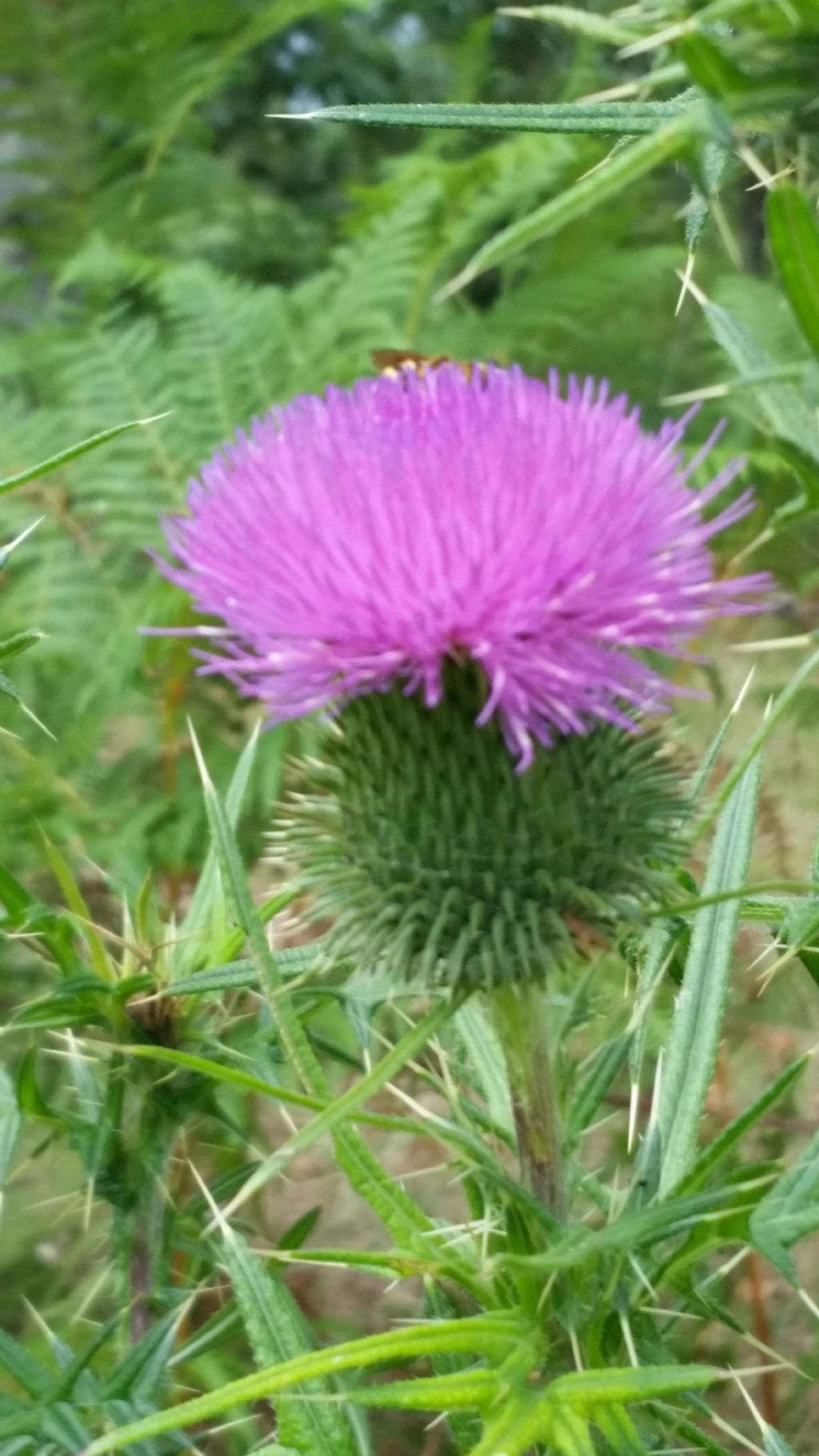 Cirsium vulgare